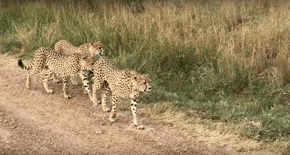 Screen Shot 2018-09-20 at 9.17.04 PM.png